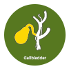 Gallbladder